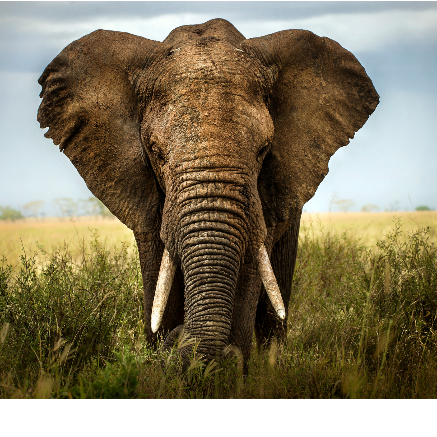 Elephant | Something U Luv